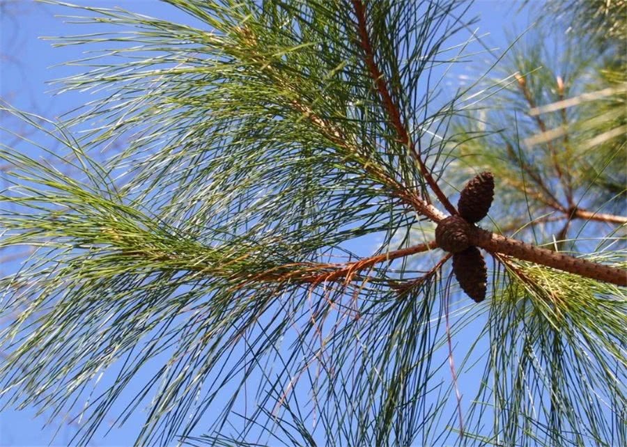 刘奶奶养花从不买营养土,这三种废弃物掺一掺,没有养不旺的花!