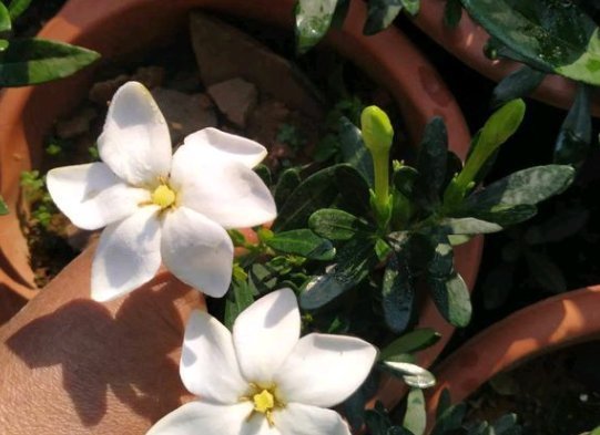 7种全年开花的植物,特别好养,喜欢养花不养它就亏了