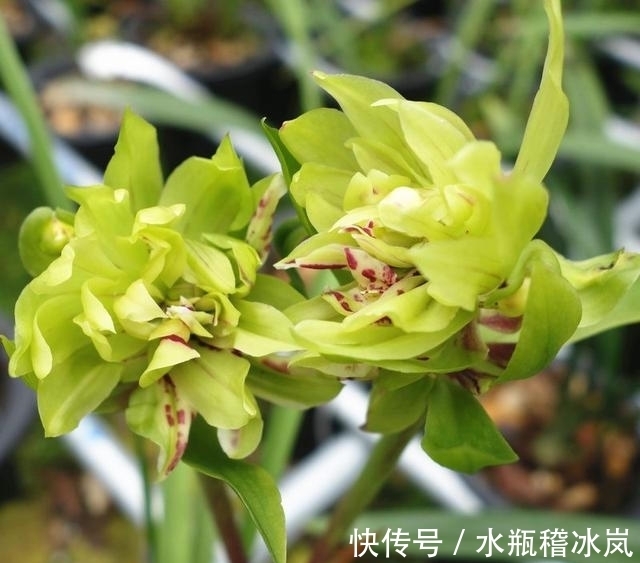 花瓣数多达100多瓣的兰花,香味浓烈醇正,花苞多变,值得入手