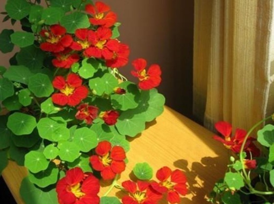 长春花|家养“此花”,比爬墙虎能爬,比绿萝好看,花开红艳,一开大半年