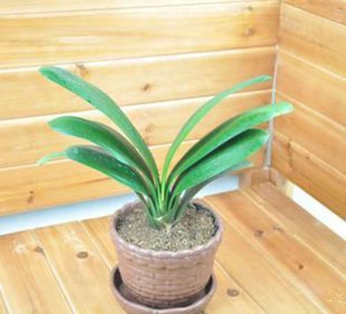  技巧|君子兰施肥技巧，用点这肥水，轻轻松松养好君子兰