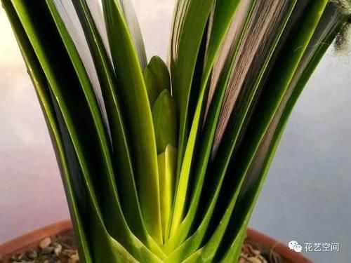 高手都用啤酒养君子兰，具体有啥好处？可能很多人都不知道！