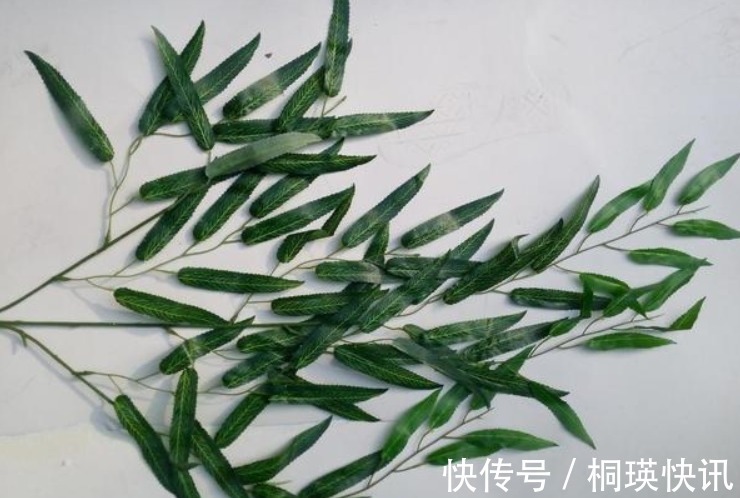 植物|君子兰、虎皮兰,“它”的汁液滴上3—4滴,统统窜“爆”盆
