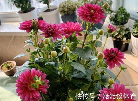 石竹花、大丽花、仙客来、飘香藤,冬日养殖,砰砰开花