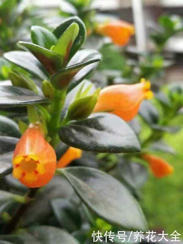 紫米粒|沾土就活的花，叶子掉土里，呼呼蹿出小肉芽