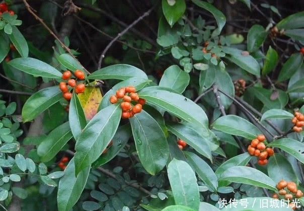 满“眼睛”,小孩看到都躲着走,殊不知宝贵入药少不了