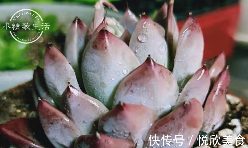 多肉植物什么时候浇水,看这3处精准判断,四季适用,全国通用