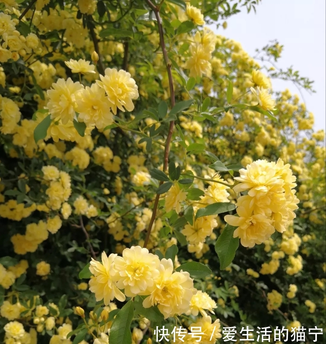 木香|养月季被它伤透了心的,可以试试它的兄弟——黄木香,好养的很