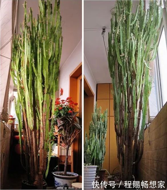 养花6种“丑八怪”，放在家里能镇宅，养的越久越气派