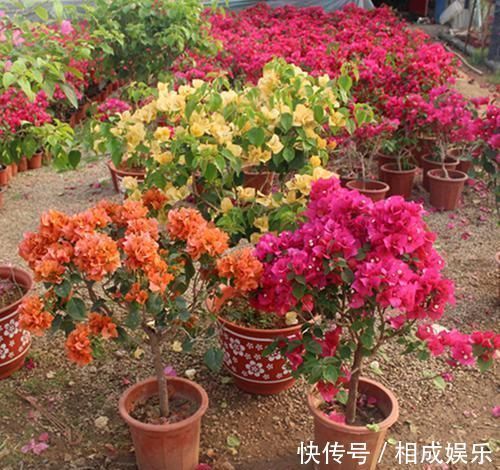 发财树|怪不得老公把发财树扔了,现阳台流行种此花卉,香飘满屋更迷人