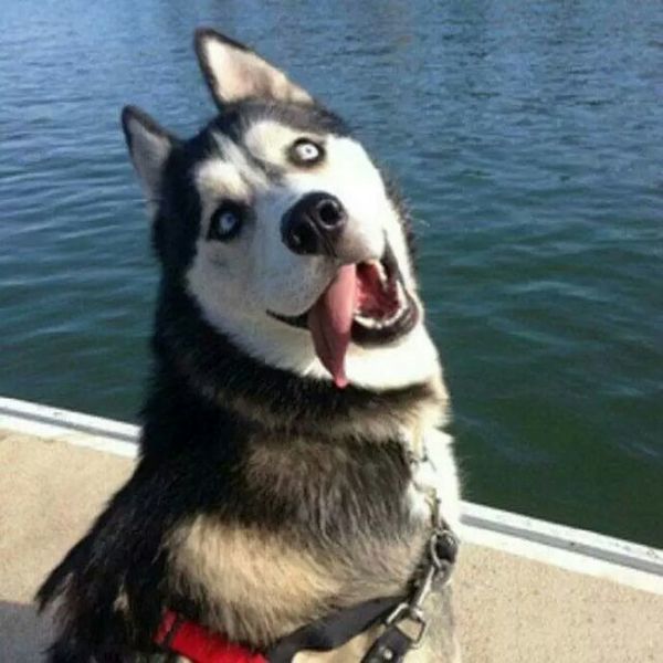 |内涵笑话:你啥时候听说过月老的老婆是谁?