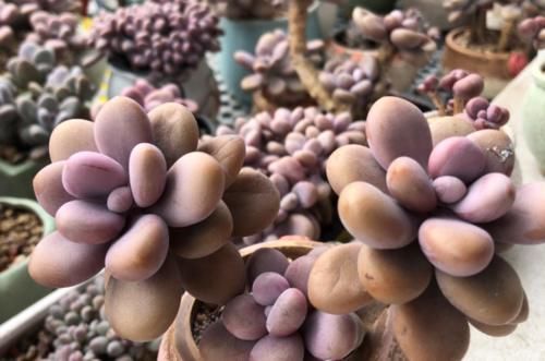 给桃蛋老桩多肉配盆是技术活，配好了锦上添花，配不好则影响颜值