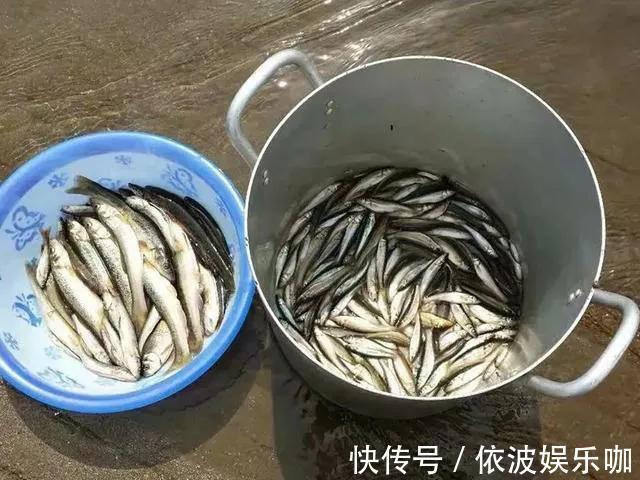 常被认为小杂鱼,殊不知是鱼中珍品,50元1斤有地方已绝迹