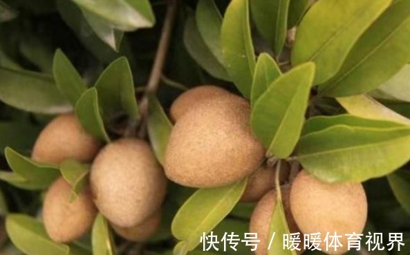 清热解毒|人心果预防便秘、清热解毒,果农想要收获高产人心果,只需五点