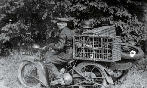 战争|抗日战场上最“危险”的动物,老兵含泪:宁愿先停火,也非杀它不可