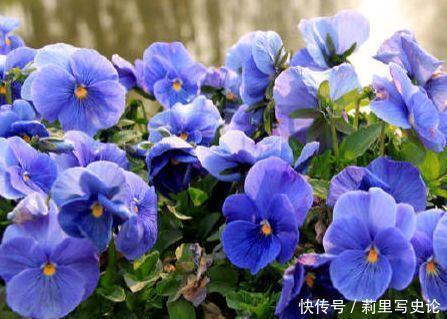 冬天|冬天养此4种花,成活率高,对待新手十分友好