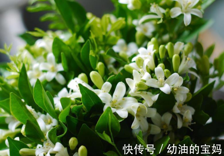 入冬后,家里的4种花赶紧剪一剪,安全过冬,来年花量翻倍