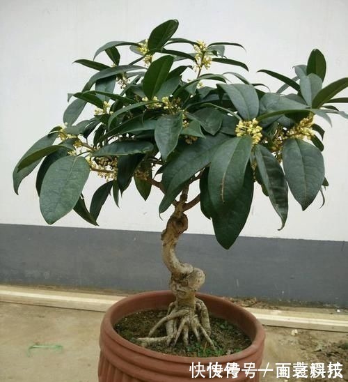 金枝玉叶|养3种树,越老越值钱,5年变老桩,盆盆都值2000元以上