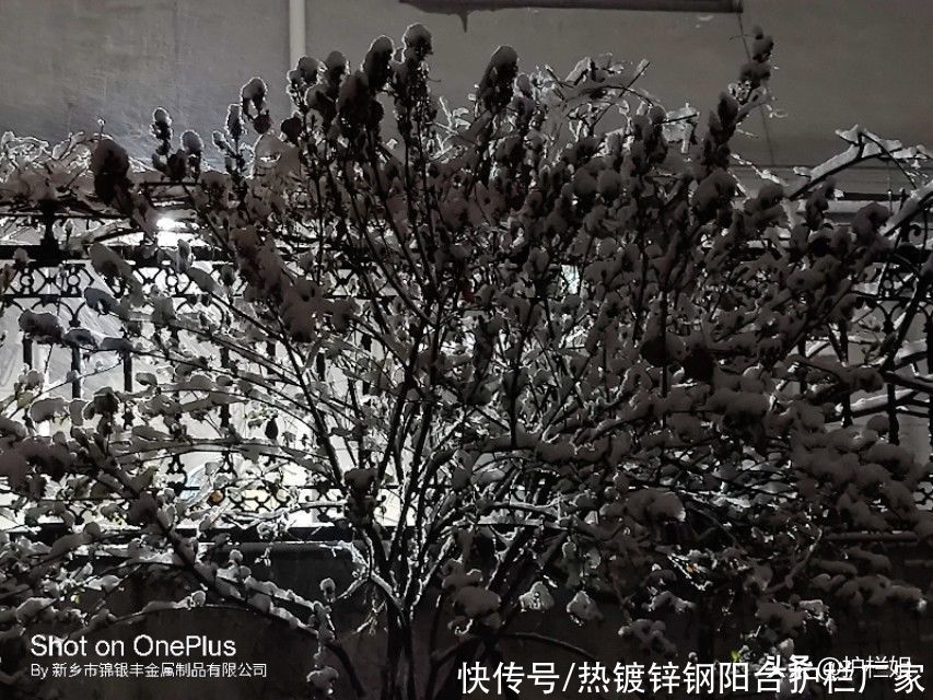 护栏姐：雪花纷飞，梅花香自苦寒来，红梅白雪共迎春