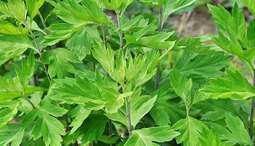  悄悄|悄悄告诉你：泡脚时加入这4样东西，养生效果或更好