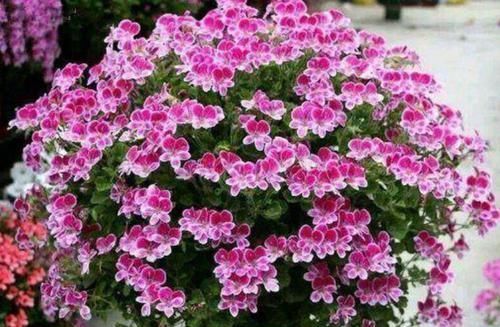 这些花卉美过玫瑰，一年四季花开不停，花大色艳花期长