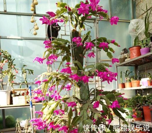 蟹爪兰开花少,用上“1勺它”,20天长满“花骨朵”,很有用