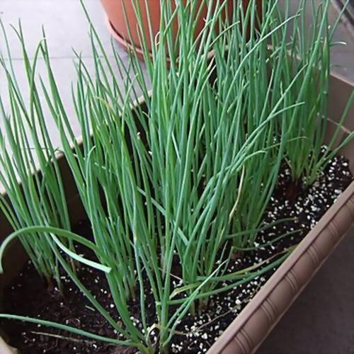 4步教你盆栽小葱,又粗又“肥硕”,不用再去菜市场买啦