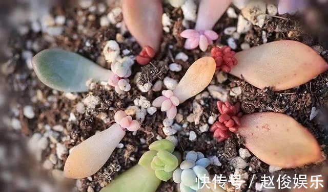 会用“塑料瓶”,养花真方便,这3种养花法,学了就能用上!