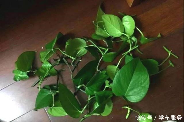 3种花,就得趁现在扦插,再晚就不生根了!3种花,就得趁现在扦插,再晚就不生根了!