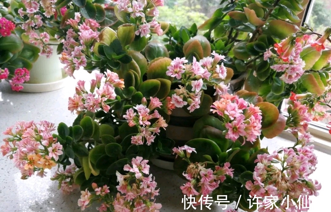 长寿花盛花时却倒伏了?做好这4点,花枝坚挺,花量再大都不怕