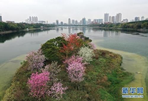 一湖春水鲜花红