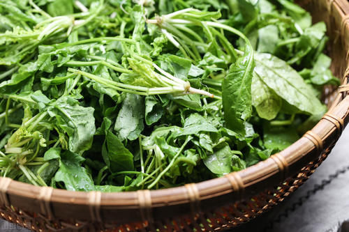 荠菜这样保存，放一年也坏不了，冬天拿来包饺子，和新鲜的一样