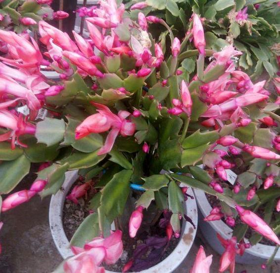 秋养长寿花、蟹爪兰，3方面打好基础，9、10月就能嗖嗖开花