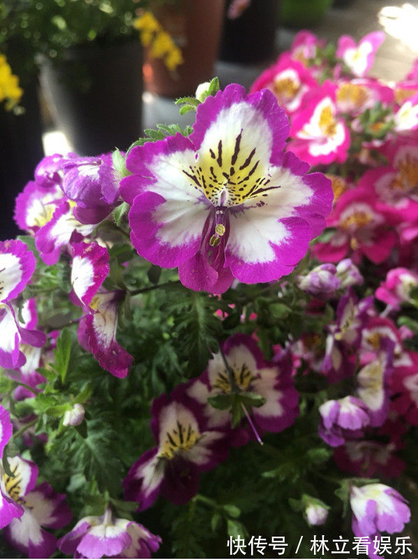 新型盆栽花，花似蝴蝶飞舞，五颜六色，养护容易，一年四季开不败