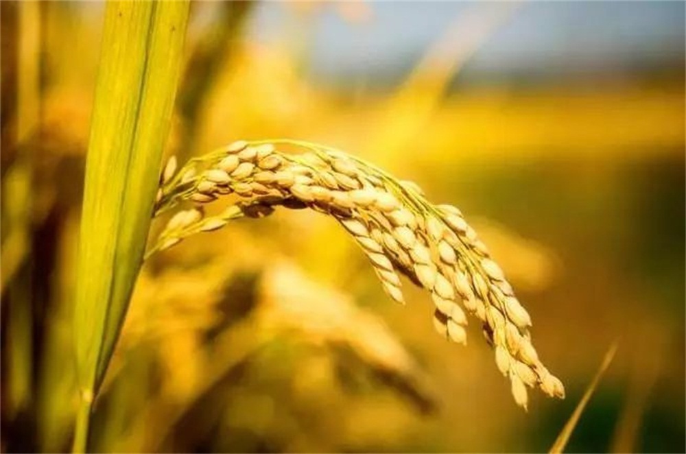 稻谷酒|真全粮家庭米酒技术-稻谷烧酒方法