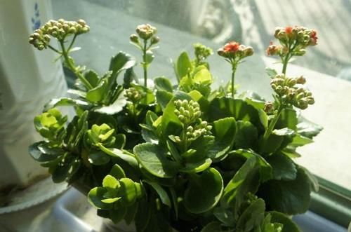 树典型：长寿花、仙客来、蟹爪兰，修剪的“对象”不一样