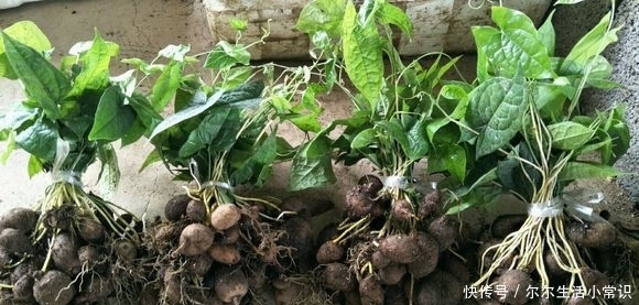大山里的宝贝,种子像珍珠,根部是个宝,治疗咳嗽有奇效,了解下