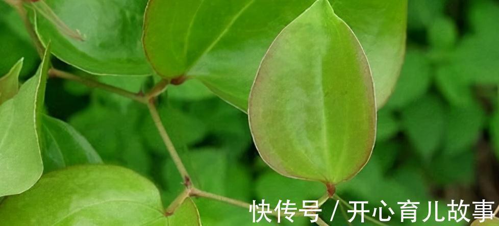 金刚藤|农村一种野生植物，人称“马甲子”，它全株都是宝，看看你认识吗