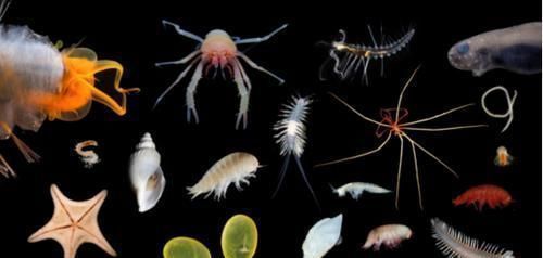 人类知道的东西太少了科学家又发现30个新物种,却只是冰山一角