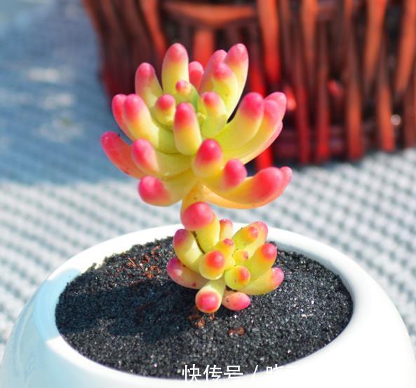 秋天养盆多肉乙女心,叶片红润通透,养成群生小老桩,美极了