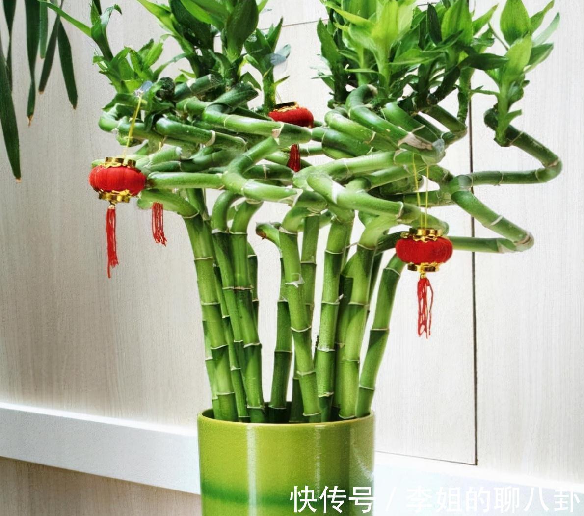 农历九月十八霜降后，养什么花？家里养3种花，万里春风春回柳叶