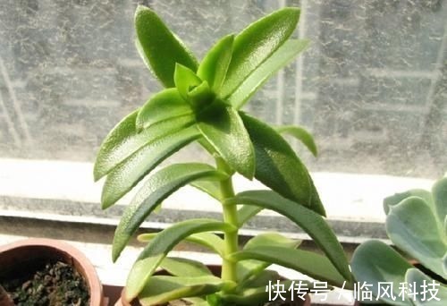 徒长|养多肉植物,做忌3点,难怪一养就徒长,现在改正还不晚