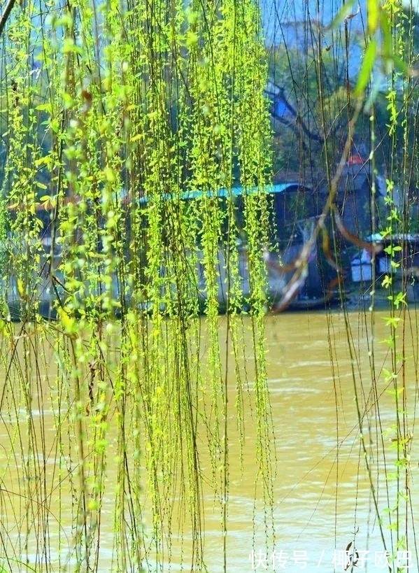 苔花@袁枚的一首小诗,充满了阳光,我们的人生不也该如此吗?