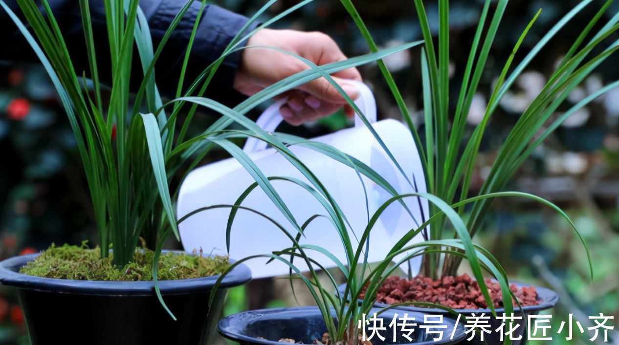 给兰花换盆,注意5个“要点”,保证兰花根系壮,后期长势旺