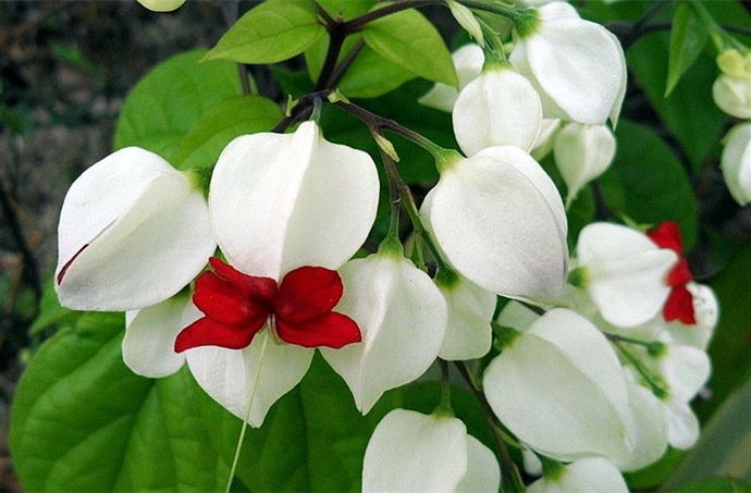 夏天养好三角梅并不难，教你花芽开满枝头！