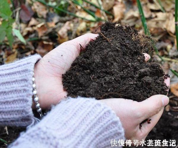 营养价值|居家自制肥:别光盯着淘米水了,用它们做花肥,营养价值更高
