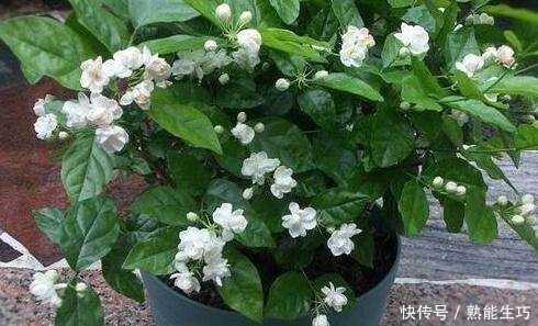 总是睡不好养这4种花,家里空气一级棒,一家老小睡得香!