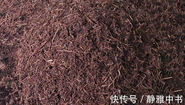 万能养花之宝,盆里放一点,不黄叶、不烂根、不生虫还不用肥