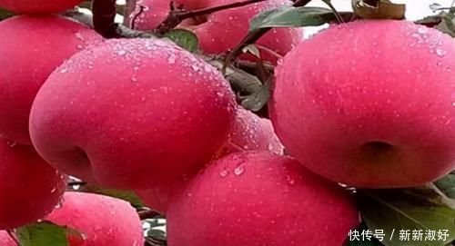 延缓衰老|每天晚上吃3种食物,营养丰富、延缓衰老,好吃又不贵!