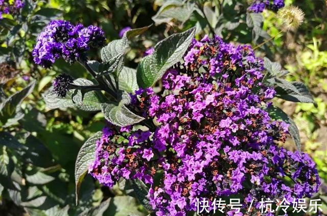 植株|和香水一样香的草,紫色花朵超迷人,阳台种一盆,又香又美